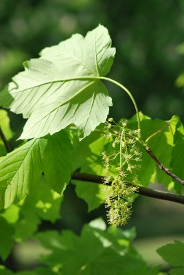 Acer pseudoplatanus 'Worleei'- javor horský 'Worleei'- květenství a rub listu (66)